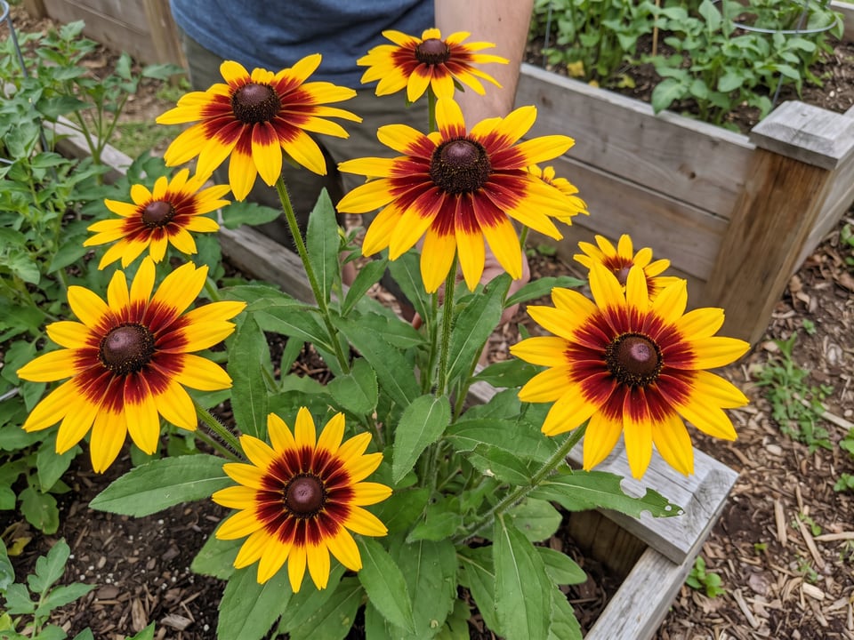 Denver Daisy black-eyed Susan plants in bloom in a garden
