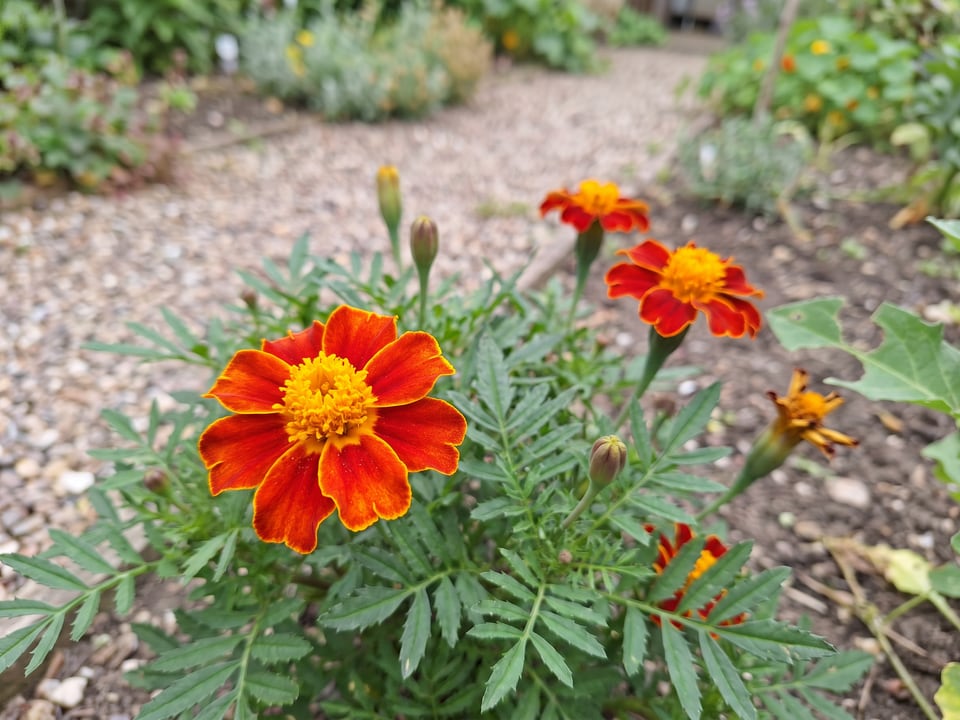 A Disco marigold flower up close on the plant