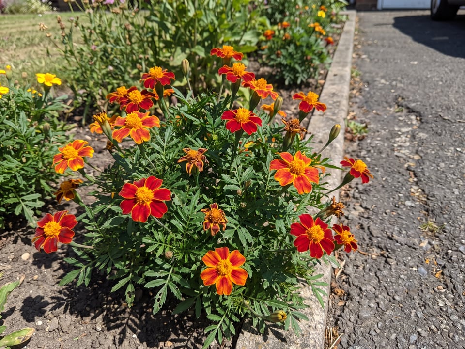 Disco marigold plants in bloom in a garden