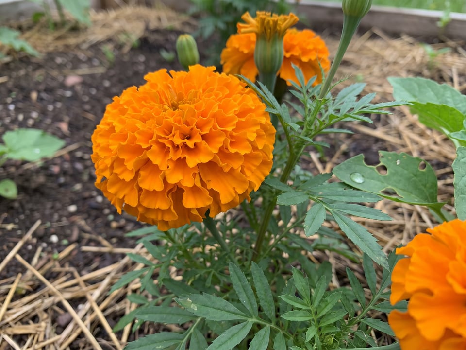A Discovery marigold flower up close on the plant