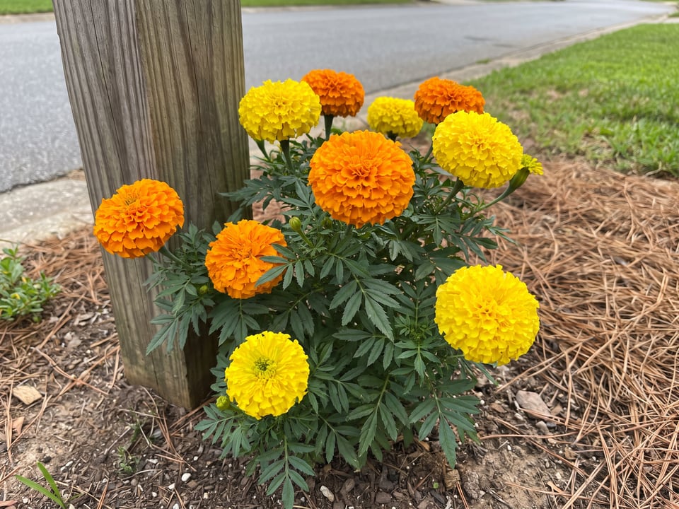 Discovery marigold plants in bloom in a garden