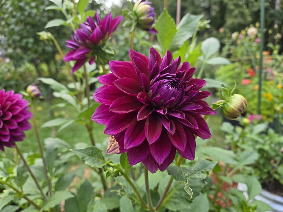 A Diva dahlia flower up close on the plant