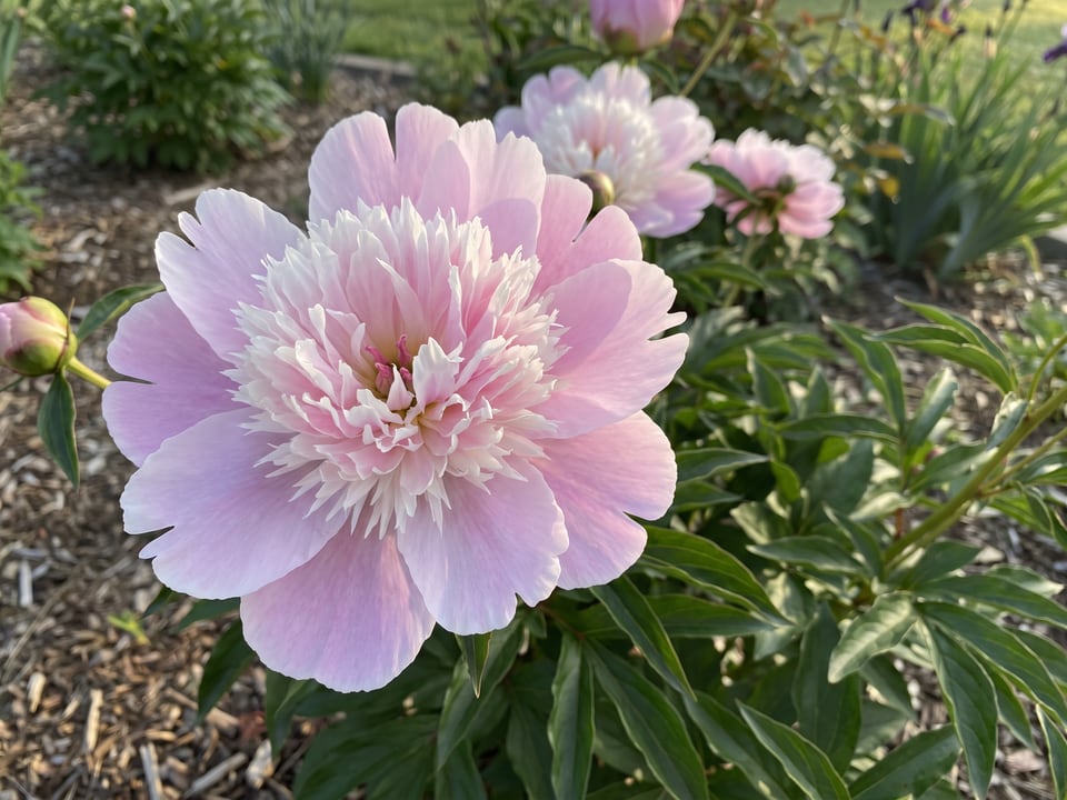 A Do Tell peony flower up close on the plant