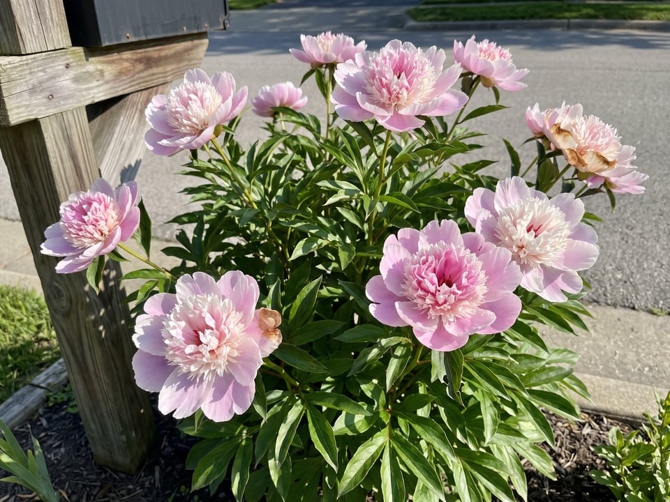 Do Tell peony plants in bloom in a garden