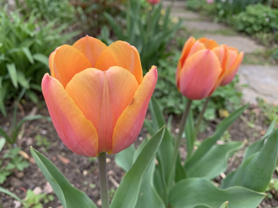A Dordogne tulip flower up close on the plant