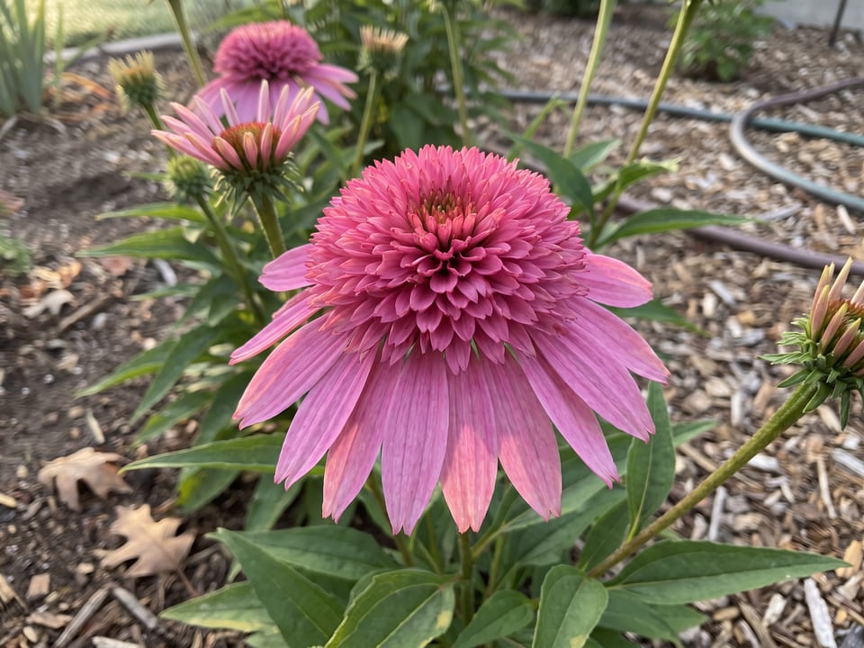 A Double Scoop Bubble Gum coneflower flower up close on the plant