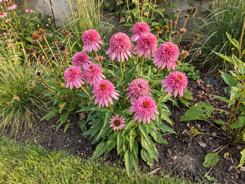 Double Scoop Bubble Gum coneflower plants in bloom in a garden