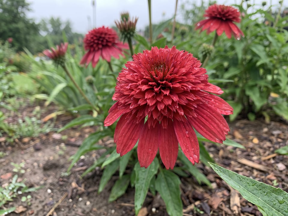 A Double Scoop Cranberry coneflower flower up close on the plant