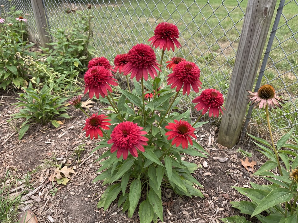 Double Scoop Cranberry coneflower plants in bloom in a garden