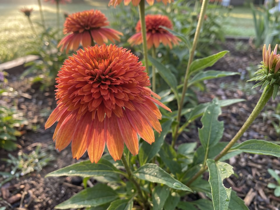 A Double Scoop Orangeberry coneflower flower up close on the plant