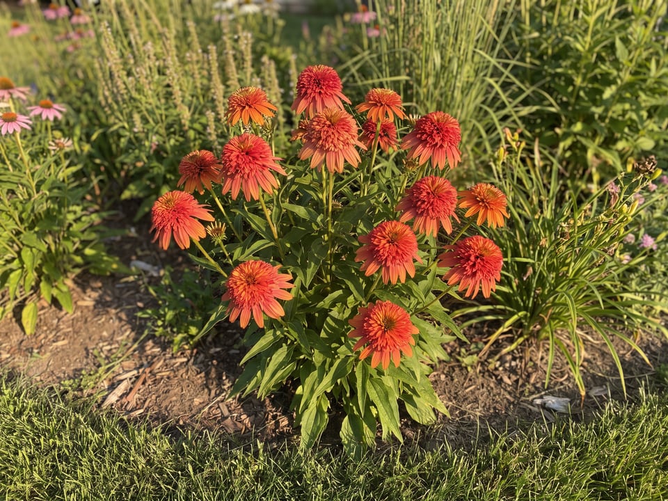 Double Scoop Orangeberry coneflower plants in bloom in a garden