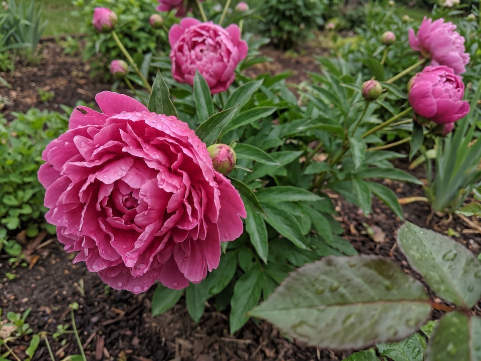 A Dr. Alexander Fleming peony flower up close on the plant