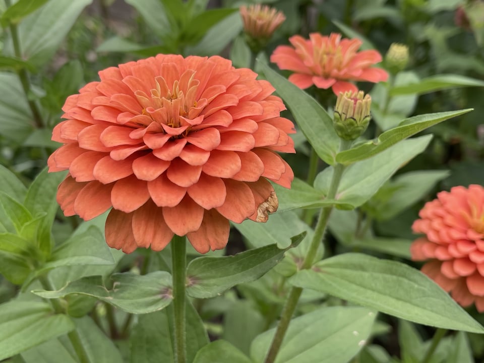 A Dreamland zinnia flower up close on the plant