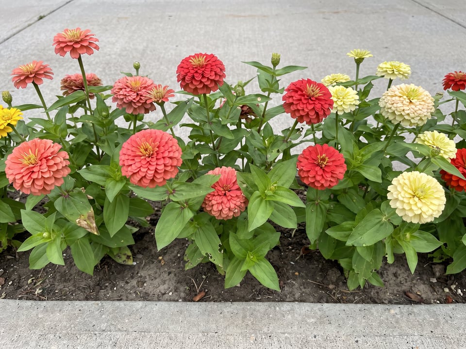 Dreamland zinnia plants in bloom in a garden
