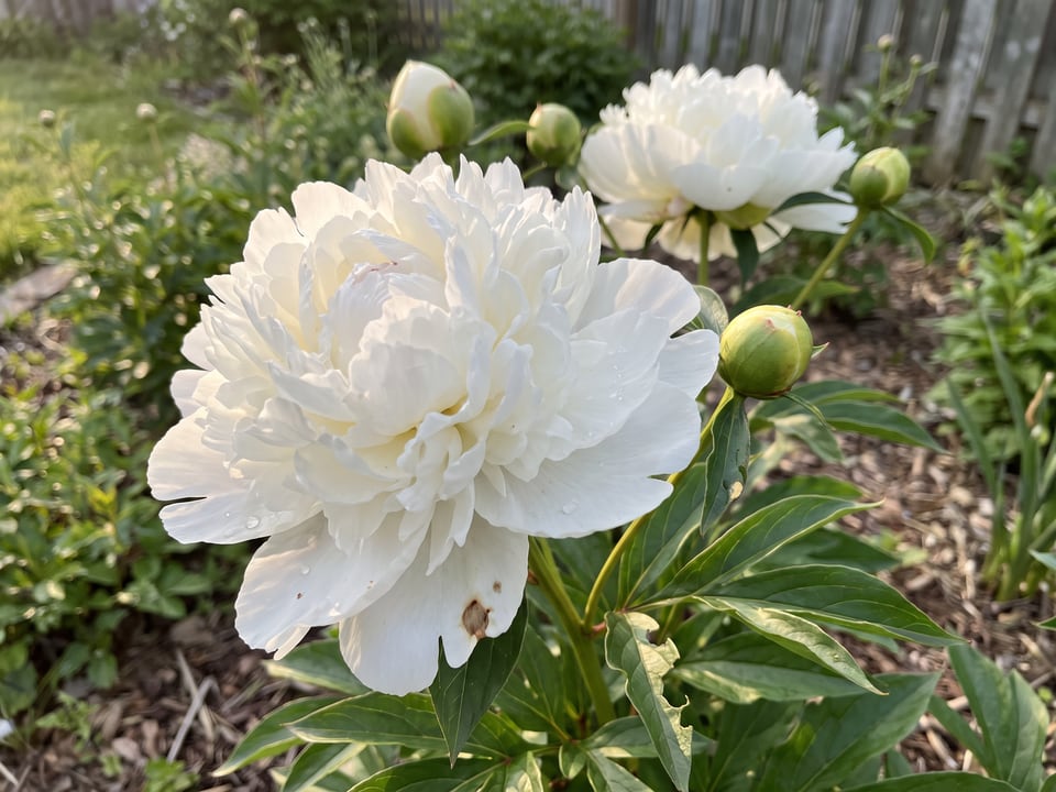 A Duchess de Nemours peony flower up close on the plant