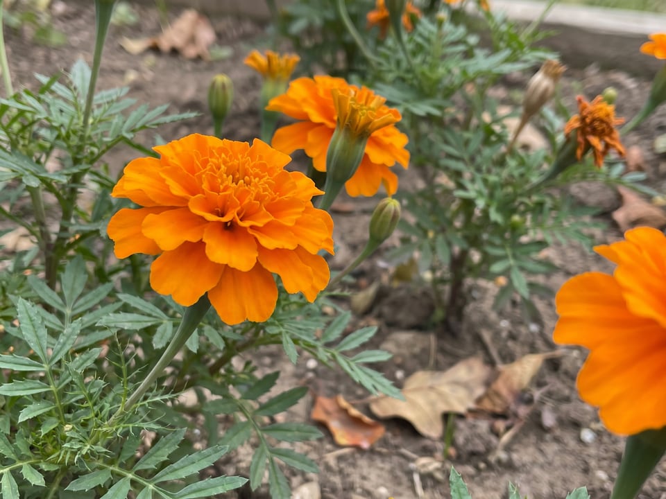 A Durango marigold flower up close on the plant