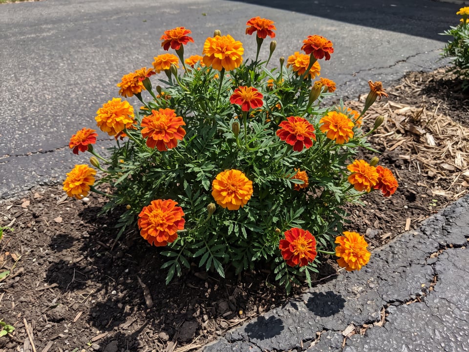 Durango marigold plants in bloom in a garden