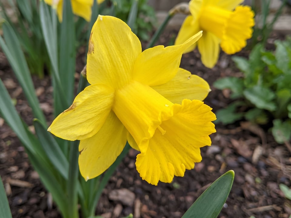 A Dutch Master daffodil flower up close on the plant