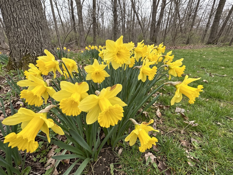 Dutch Master daffodil plants in bloom in a garden