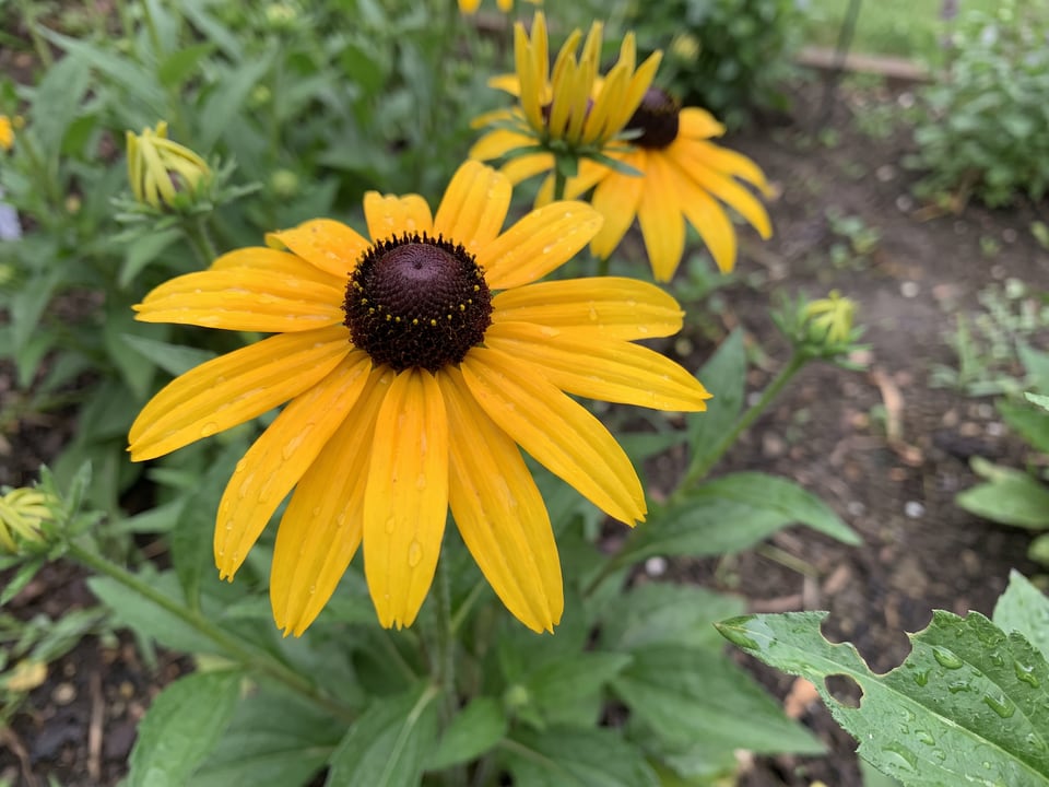 A Early Bird Gold black-eyed Susan flower up close on the plant