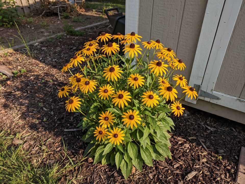 Early Bird Gold black-eyed Susan plants in bloom in a garden