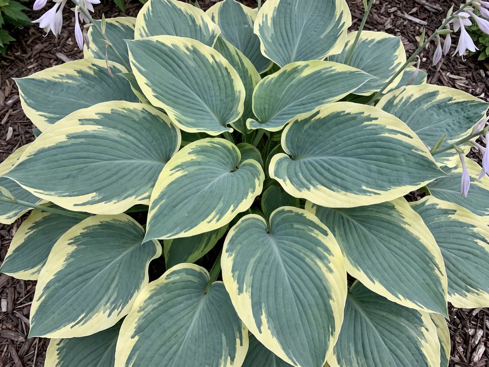 Leaves of Earth Angel hosta up close