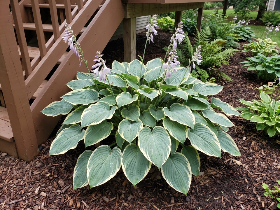 A Earth Angel hosta clump growing in a shade garden