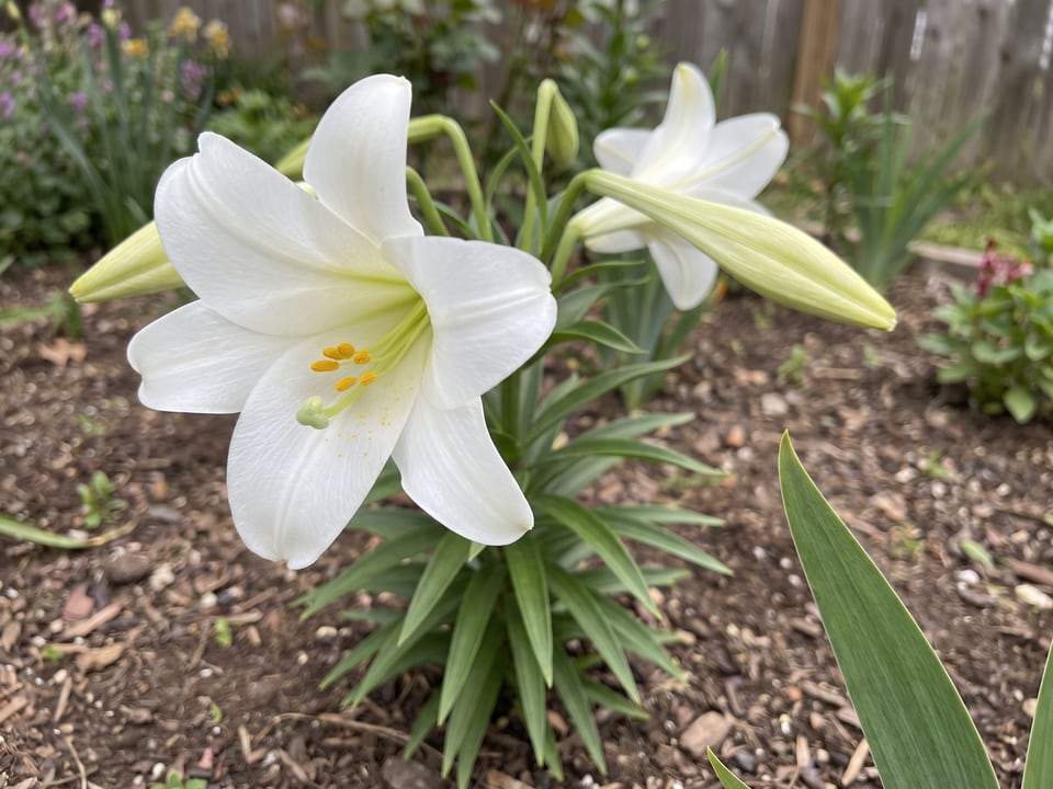 A Easter lily lily flower up close on the plant
