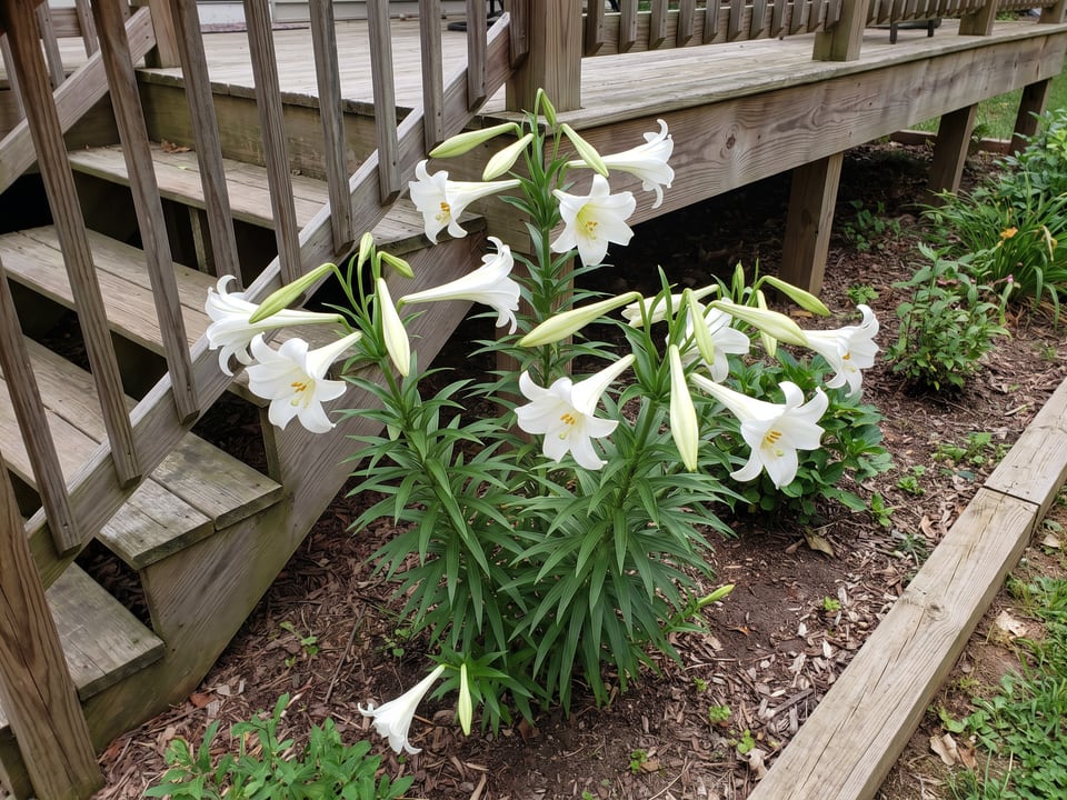 Easter lily lily plants in bloom in a garden