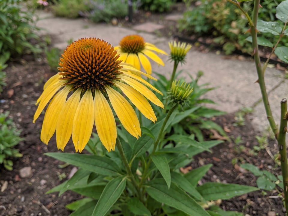 A Echinacea paradoxa coneflower flower up close on the plant