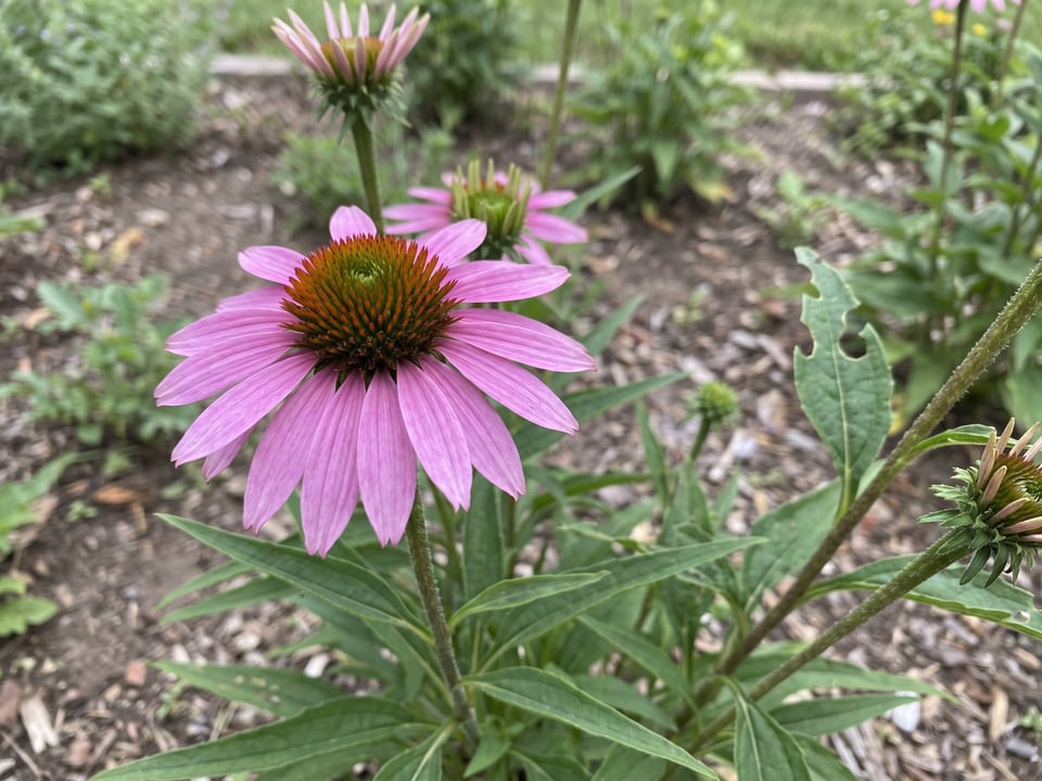 A Echinacea tennesseensis coneflower flower up close on the plant