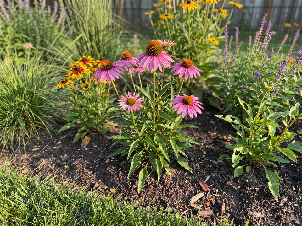 Echinacea tennesseensis coneflower plants in bloom in a garden