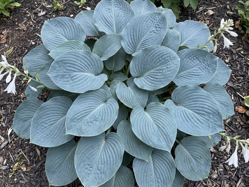 Leaves of Elegans hosta up close