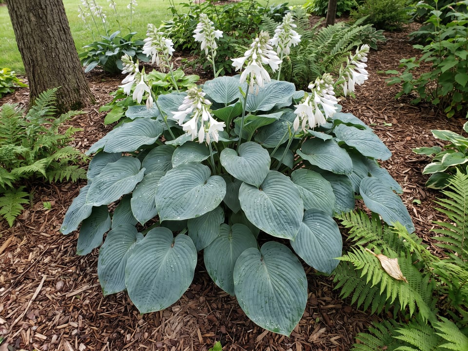 A Elegans hosta clump growing in a shade garden