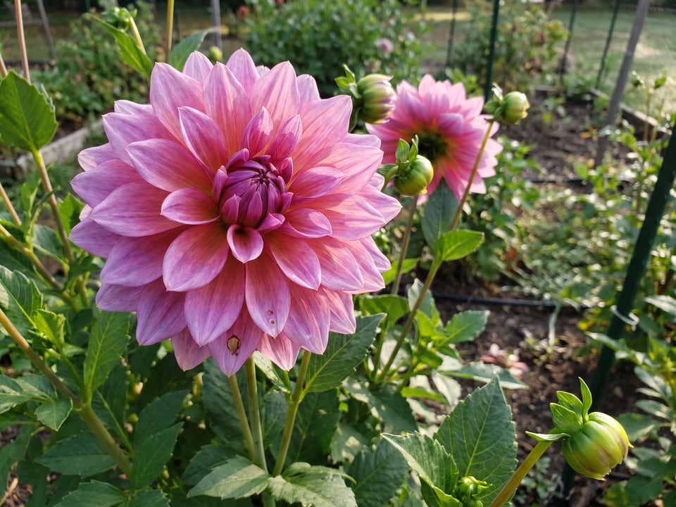 A Emory Paul dahlia flower up close on the plant