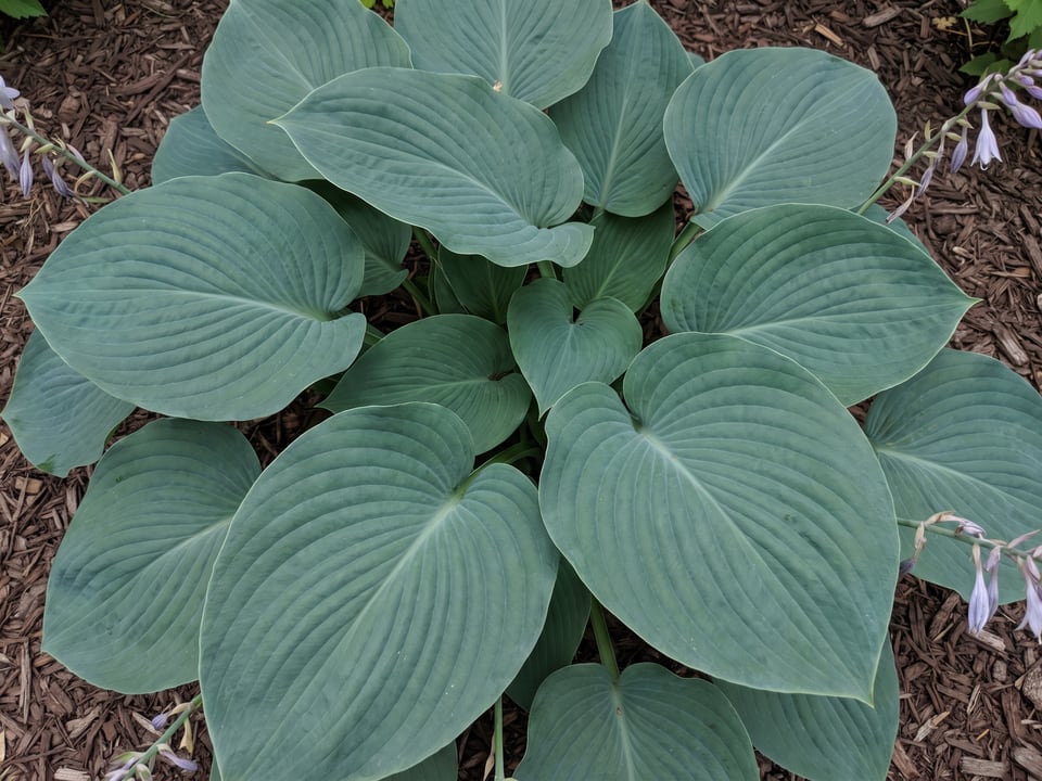 Leaves of Empress Wu hosta up close