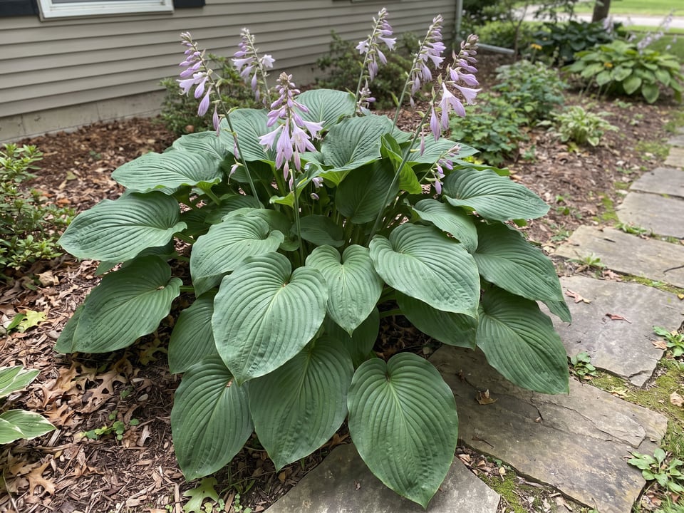 A Empress Wu hosta clump growing in a shade garden