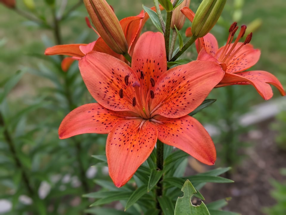 A Enchantment lily flower up close on the plant