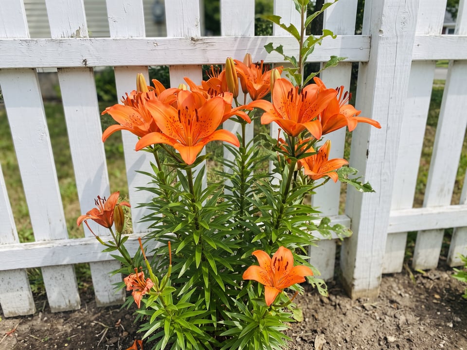 Enchantment lily plants in bloom in a garden