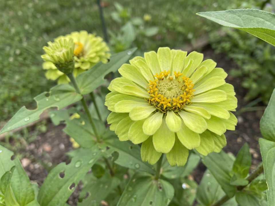 A Envy zinnia flower up close on the plant