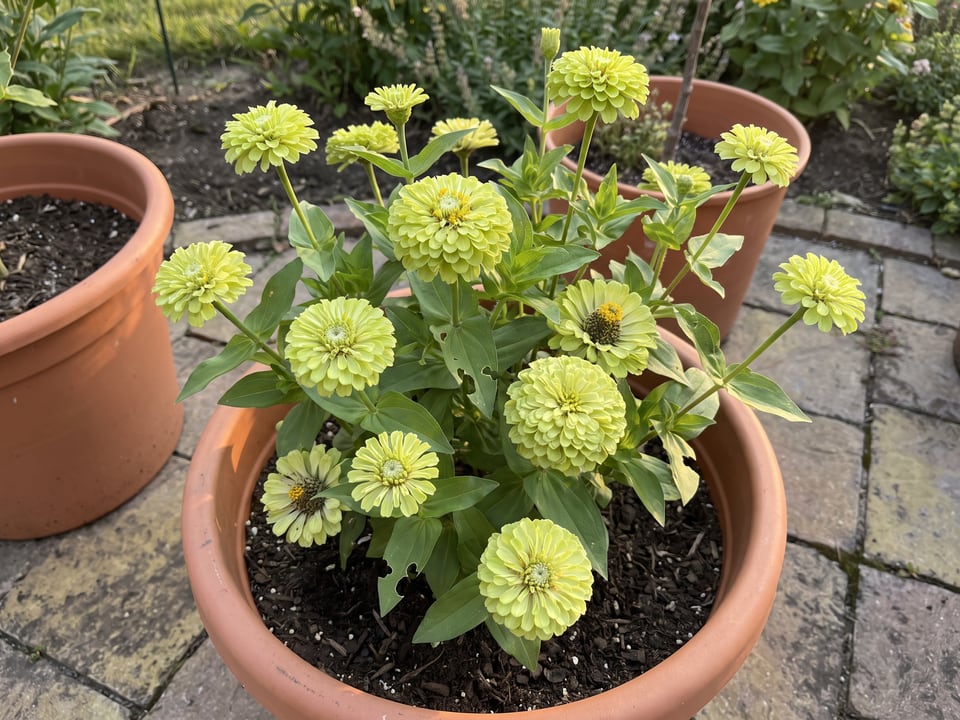 Envy zinnia plants in bloom in a garden