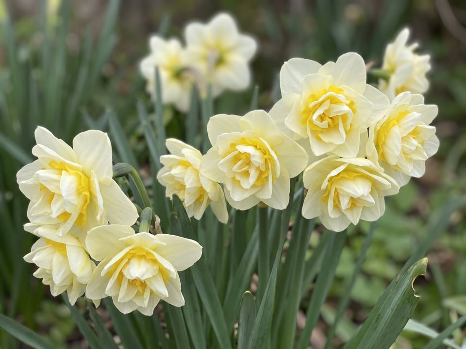 A Erlicheer daffodil flower up close on the plant