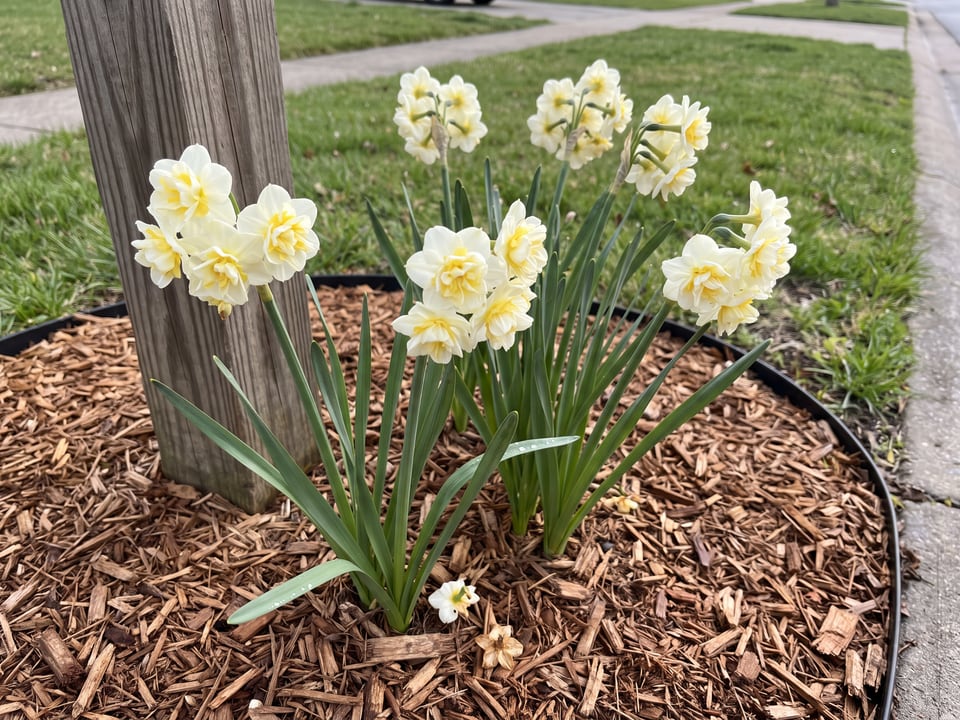 Erlicheer daffodil plants in bloom in a garden