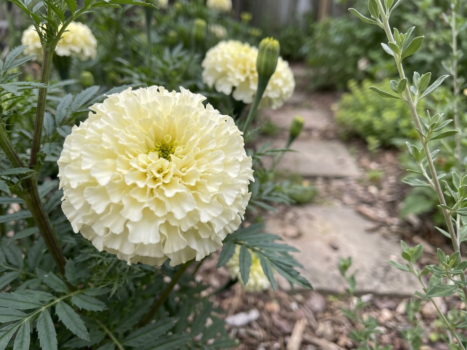 A Eskimo marigold flower up close on the plant