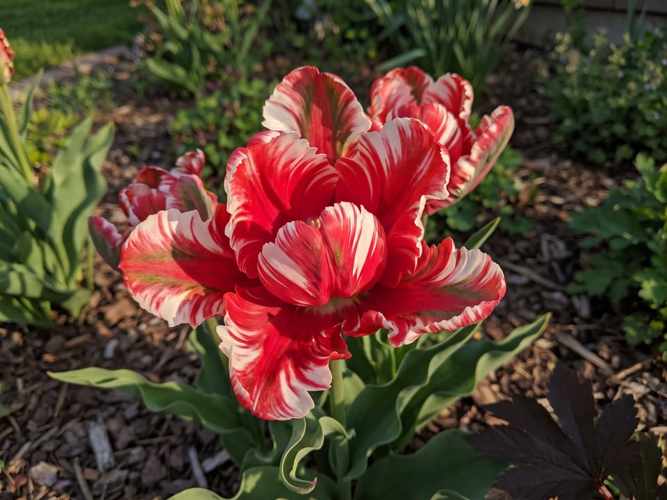 A Estella Rijnveld tulip flower up close on the plant