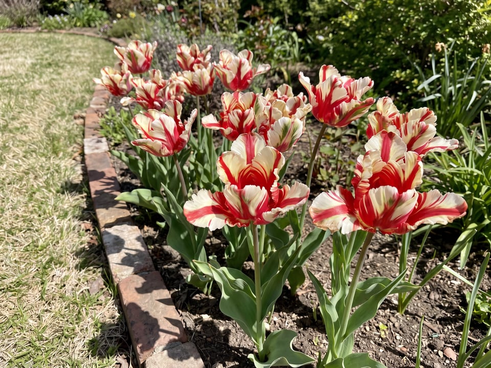 Estella Rijnveld tulip plants in bloom in a garden