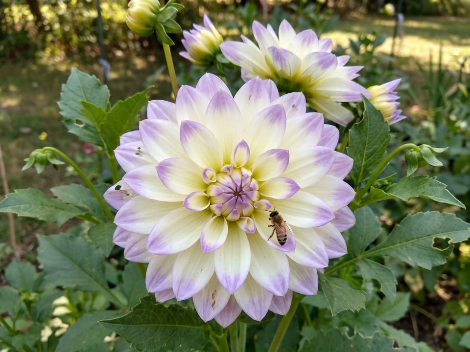 A Eveline dahlia flower up close on the plant