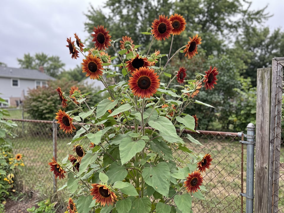 Evening Sun sunflower plants in bloom in a garden