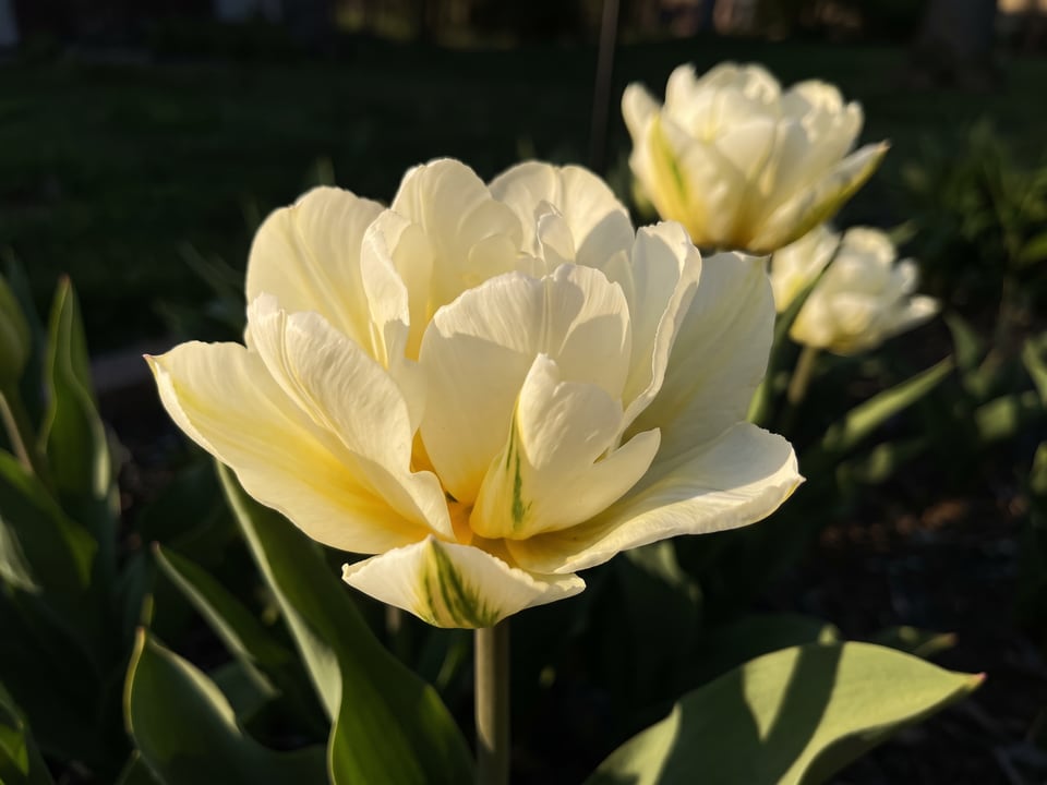 A Exotic Emperor tulip flower up close on the plant