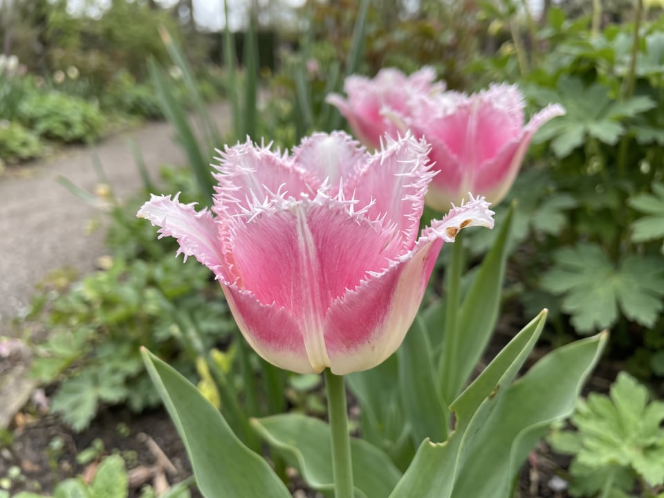 A Fancy Frills tulip flower up close on the plant